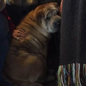 Meet your Posher, Randa